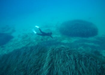 Posidonia Seagrass Meadows ©Vasilis Mentogiannis.jpg