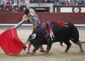 Bull, ταύρος, ταυρομαχίες
