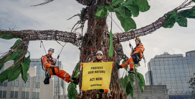 Greenpeace EU, Belgium and Netherlands activists install a nine-metre-tall tree sculpture outside the European Parliament in Brussels, calling on members of the parliament to put nature protection at the heart of the EU’s plans. In the coming weeks, Members of the European Parliament will be grilling the nominees for the roles of new European Commissioners in charge of different EU policies for the next five years.