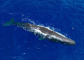 Sperm Whale in the Sargasso Sea
