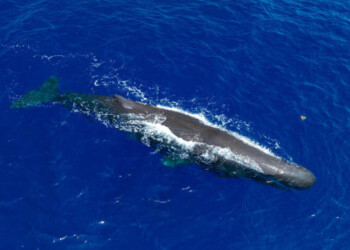 Sperm Whale in the Sargasso Sea